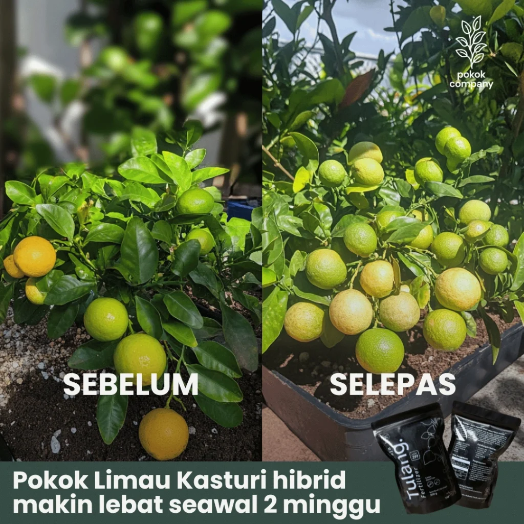 A before and after image of the Limau Kasturi tree using Baja Tulang.